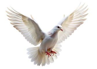Obraz premium dove flying isolated on white background, PNG