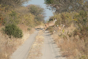 deer in the field