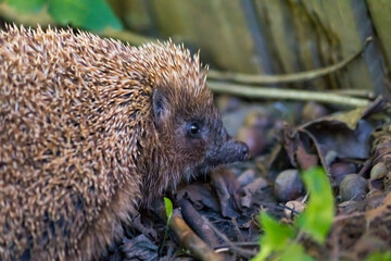 Photography of a cute hedgehog