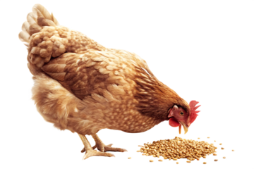 Brown hen eating grain isolated on a white background png ai generated