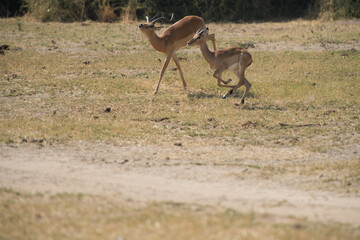 impala in the wildnes