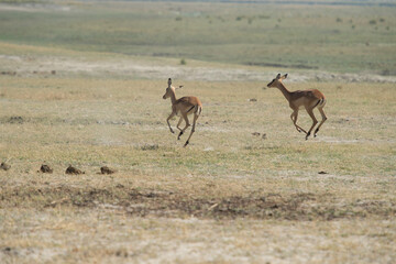 impala in the wildnes