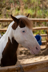Fototapeta premium White and brown horse at animal farm