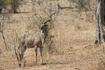 impala in the wild 