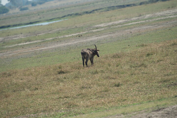 animal in the grass