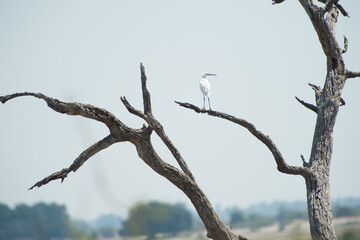 a bird on the branch