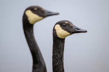 Close-up of Canada Goose Geese head and neck