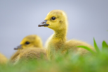 Close-up of yellow baby geese goslings next to pond