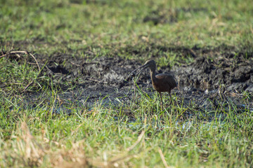black winged blackbird