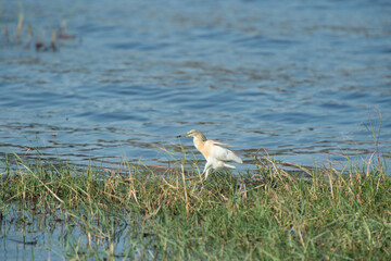 seagull on the beach