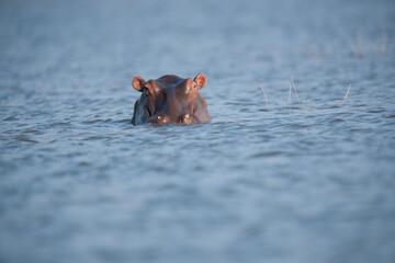 hipo in the water
