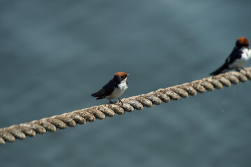 Fototapeta premium red headed woodpecker