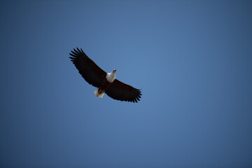 a flying eagel