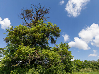 A large tree in the middle of a grassy field under a blue sky