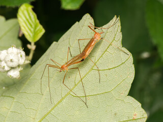 Phylidorea ferruginea, accouplement de tipules sur feuille verte à l’Étang de Meudon, insectes...