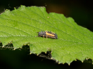 Larve de coccinelle asiatique (Harmonia axyridis) sur plante verte, macro en milieu naturel