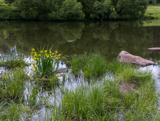 A small pond with a rock in the middle of it surrounded by tall grass and flowers