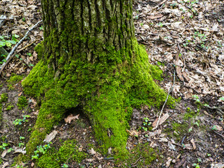 Tree trunk covered with moss in the forest