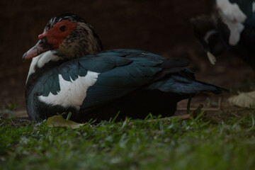 a bird
