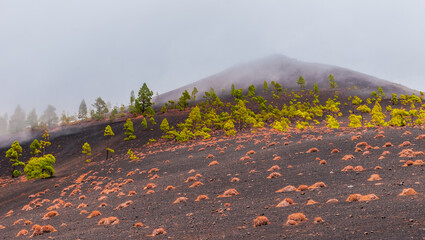 Caminando entre lava y volvanes, La Palma