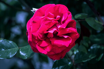 red rose in garden