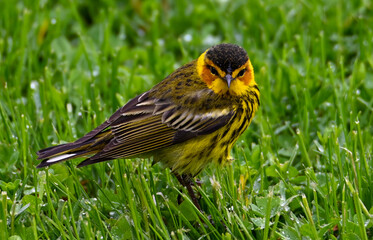bird in grass