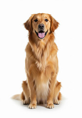 Golden Retriever sitting and smiling with tongue out – friendly and loyal dog breed, isolated on white background, pet portrait for veterinary, adoption, or pet care use