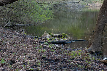 A lake shore with fresh spring grass sprouting near a picturesque moss-covered log.