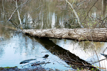 A lake with a large fallen tree, its trunk resting above the water and its crown submerged, faintly visible beneath the surface. Additional branches and logs float nearby. 