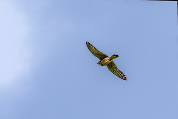 青空を背景に飛翔するチョウゲンボウ