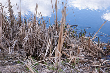 A lake shore with dry, cut stems of reeds. The water reflects blue sky with white clouds.