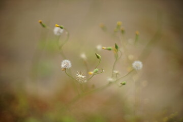 wild flowers in spring