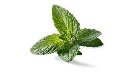 Close up of fresh mint leaves against a black background.