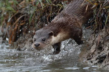 A playful otter sliding down a mud bank, its small body twisting in the air as it splashes into the water below.