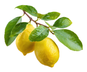 Fresh lemons on a branch with vibrant green leaves for culinary use
