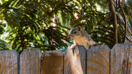 Curious Squirrel Peeking Over Wooden Fence