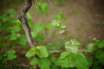 green leaves on tree