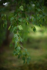 birch tree green leaves in the park