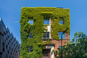 London, UK,  5 May 2025,   Building facade covered in vibrant green ivy at 81 Rivington Street, Shoreditch,