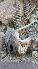 Carp skeleton on the pond shore