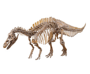 Detailed dinosaur skeleton model for educational display