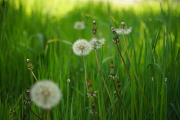 dandelions on green grass