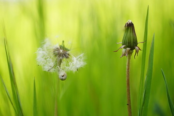 da delion flowers and snails on a green grass