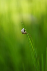 snail on a green grass