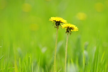 two yellow dandelion flowers on green grass