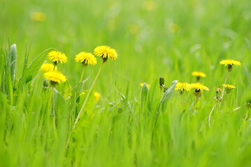 yellow dandelions on green grass