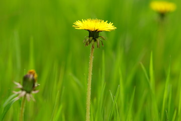 yellow dandelion in green grass