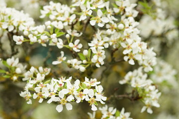 blossoming apple tree