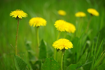 yellow dandelions on green grass
