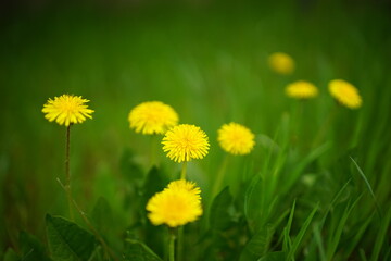 yellow dandelions on green grass